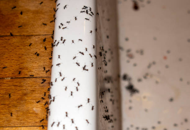 Best Insect Control  in Troy, TN
