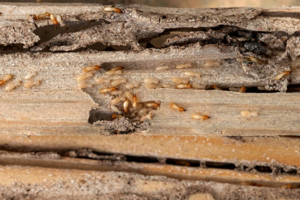 Best Flea Control Services  in Troy, TN