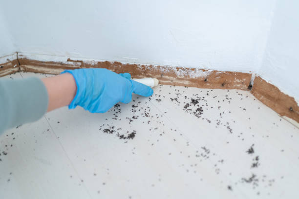 Best Flea Control Services  in Troy, TN